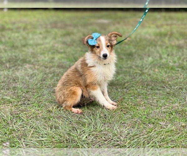 Medium Photo #5 Shetland Sheepdog Puppy For Sale in LAKELAND, FL, USA