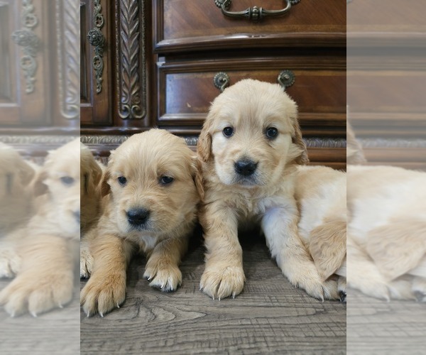 Medium Photo #3 English Cream Golden Retriever Puppy For Sale in ELVERTA, CA, USA