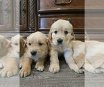 Small #2 English Cream Golden Retriever