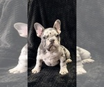 Puppy Squints French Bulldog