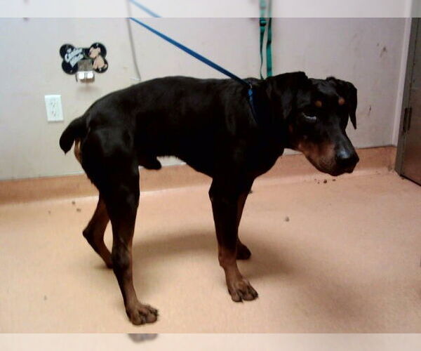 Medium Photo #1 Doberman Pinscher Puppy For Sale in Martinez, CA, USA