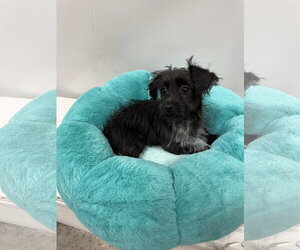 Mutt Dogs for adoption in Pipe Creek, TX, USA