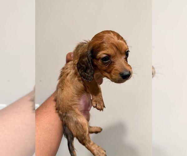 Medium Photo #2 Dachshund Puppy For Sale in MORRISVILLE, NC, USA