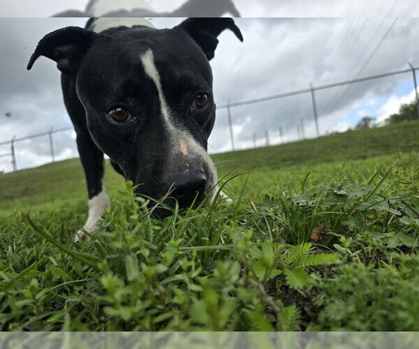 Medium Photo #2 American Staffordshire Terrier Puppy For Sale in Ocala, FL, USA