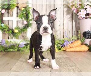 Boston Terrier Puppy for sale in MOUNT VERNON, OH, USA