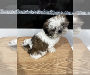 Shih Tzu Puppy for sale in AMHERST, NY, USA