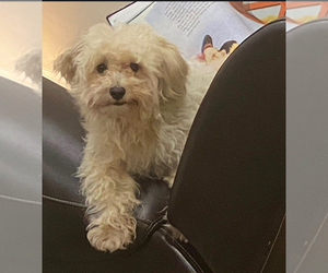 Father of the Maltipoo (Miniature) puppies born on 06/10/2026