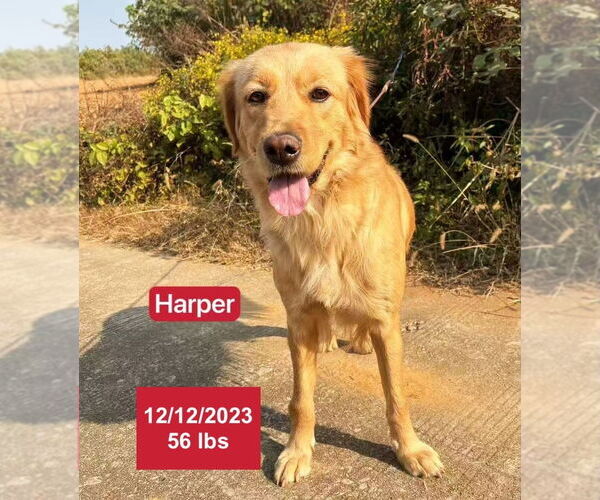 Medium Photo #6 Golden Retriever Puppy For Sale in West Hollywood, CA, USA