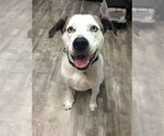 Small #12 Boxer-Catahoula Leopard Dog Mix