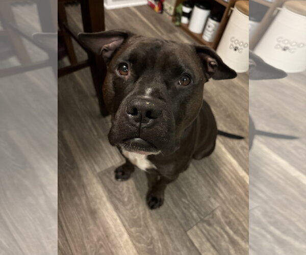 Medium Photo #1 Staffordshire Bull Terrier-Unknown Mix Puppy For Sale in Lockport, NY, USA
