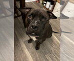Wally - Male Staffordshire Bull Terrier-Unknown Mix Dog for Adoption - Small photo