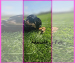 Small Photo #8 Rottweiler Puppy For Sale in WAVELAND, IN, USA