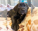 Small #3 Mutt