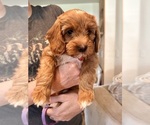 Small #2 Goldendoodle (Miniature)