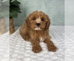 Small #2 Cavapoo