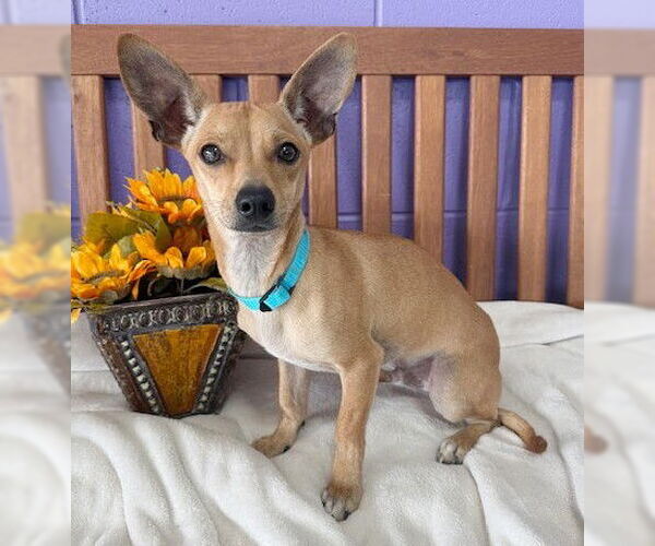 Medium Photo #2 Chihuahua-Unknown Mix Puppy For Sale in Genesee, WI, USA