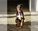 Small Photo #7 Doberman Pinscher-Unknown Mix Puppy For Sale in Buffalo, MN, USA