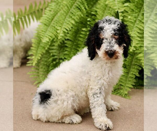 Medium Photo #4 Poodle (Miniature) Puppy For Sale in GORDONVILLE, PA, USA