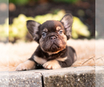 Puppy AKC Han solo French Bulldog