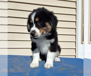 Australian Shepherd Puppy for sale in AMANDA, OH, USA
