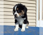 Small Australian Shepherd