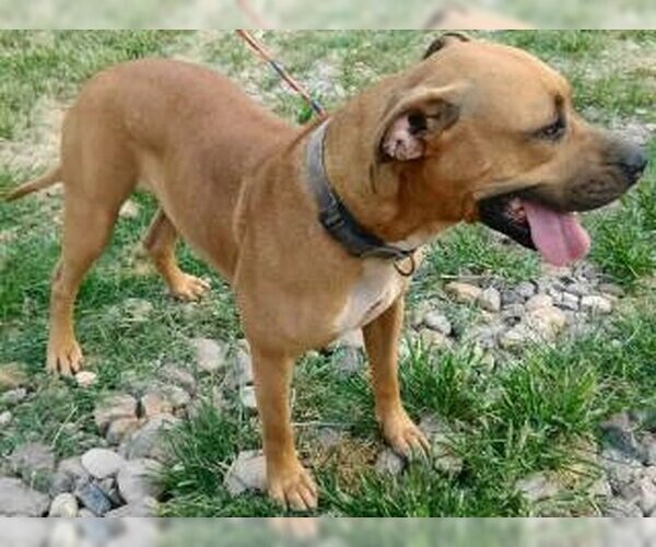 Medium Photo #3 Mutt Puppy For Sale in Frankston, TX, USA