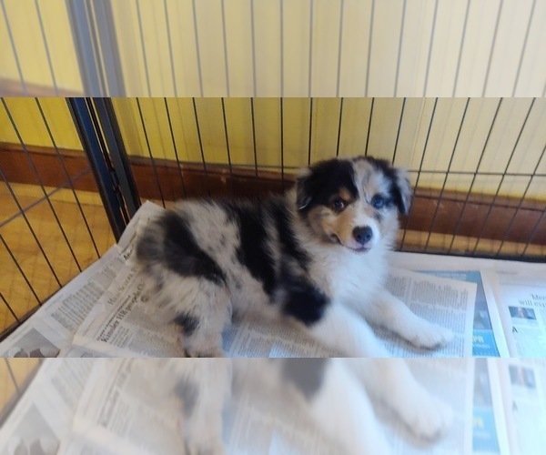 Full screen Photo #2 Australian Shepherd Puppy For Sale in N CHESTERFLD, VA, USA