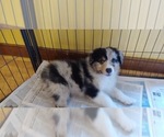 Small Photo #2 Australian Shepherd Puppy For Sale in N CHESTERFLD, VA, USA