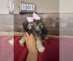 Small #4 Maltipoo