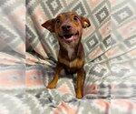 Small #1 Chihuahua Mix