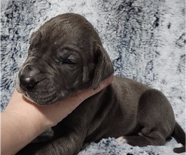 Medium Photo #14 Great Dane Puppy For Sale in OGDEN, UT, USA