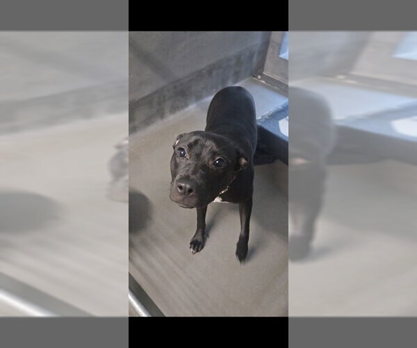 Medium Photo #1 Labrador Retriever-Unknown Mix Puppy For Sale in Tallahassee, FL, USA