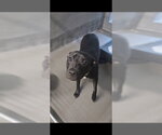 Small Labrador Retriever Mix
