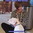 Small Photo #127 Dogo Argentino Puppy For Sale in PINEVILLE, MO, USA
