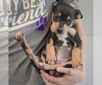Small #3 Jack Russell Terrier Mix