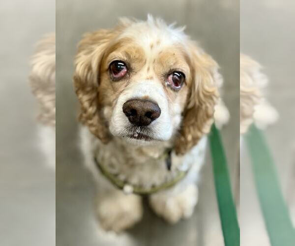 Medium Photo #7 Cocker Spaniel Puppy For Sale in Lee's Summit, MO, USA