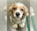 Small #6 Cocker Spaniel