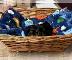 Small Photo #24 Yorkshire Terrier Puppy For Sale in BRIDGETON, NJ, USA