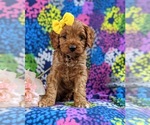 Small Cock-A-Poo-Poodle (Toy) Mix