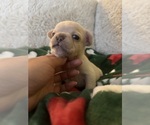 Small #1 French Bulldog