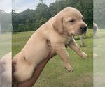Image preview for Ad Listing. Nickname: Green collar