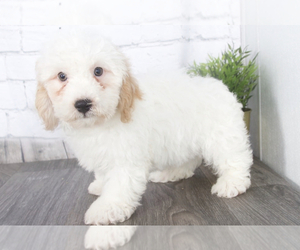 Poovanese Puppy for sale in RED LION, PA, USA