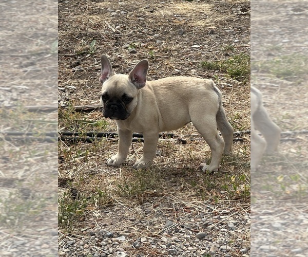 Medium Photo #1 French Bulldog Puppy For Sale in AFTON, WY, USA