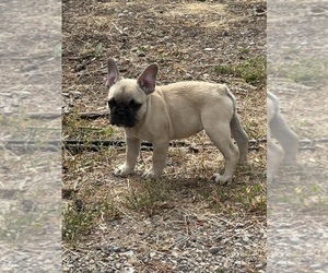 Medium French Bulldog