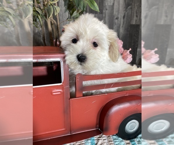 Medium Photo #2 Havaton Puppy For Sale in CANOGA, NY, USA