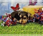 Small #2 Yorkshire Terrier