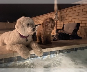 Goldendoodle Puppy for sale in MENIFEE, CA, USA