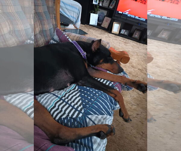Medium Photo #7 Doberman Pinscher-Unknown Mix Puppy For Sale in New London, WI, USA