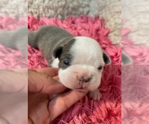 Boston Terrier Puppy for sale in CRKD RVR RNCH, OR, USA