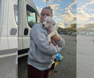 Mutt Dogs for adoption in Woodbury, NY, USA